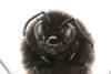 Bombus lapidarius